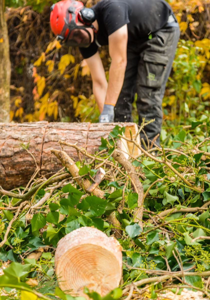 Baumfällungsarbeiten - Verarbeitung am Boden